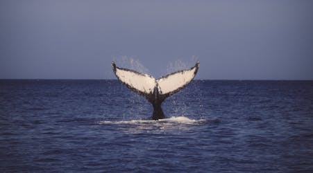Откройте для себя наблюдение за китами Вайкики в Гонолулу